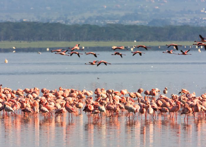 Fenicotteri-birdwatching-castiglione-della-pescaia